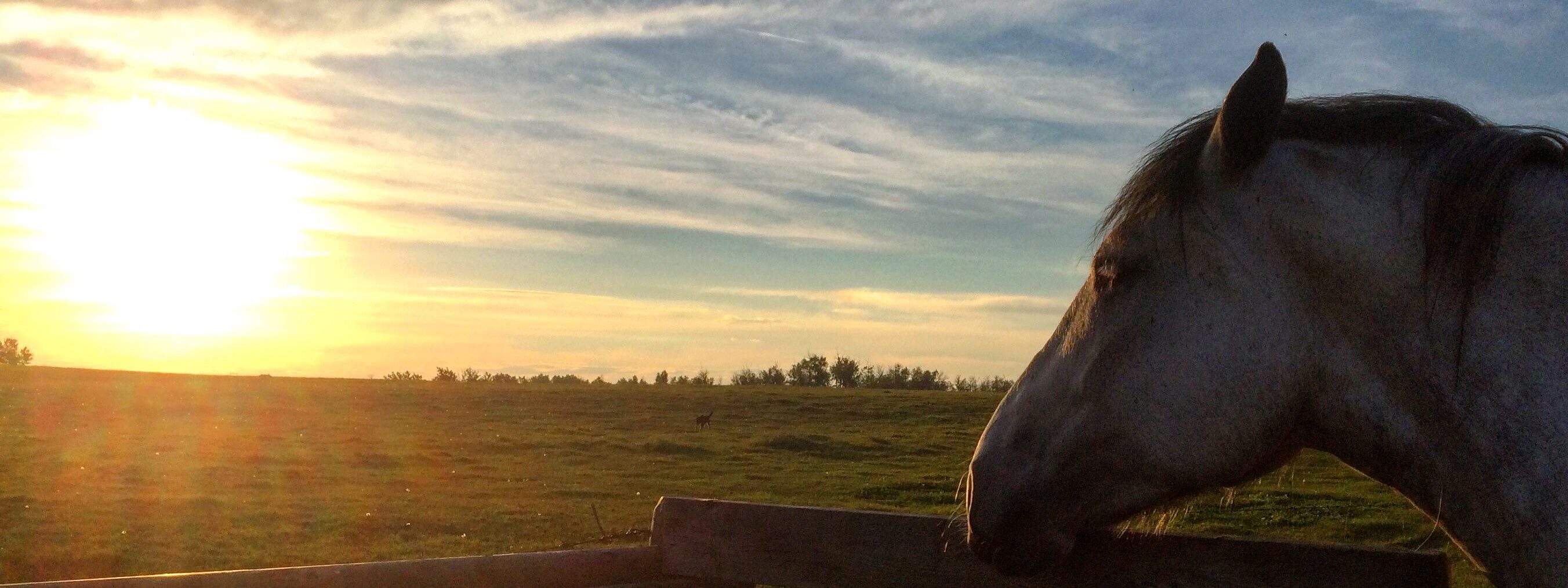 horseback riding tours edmonton